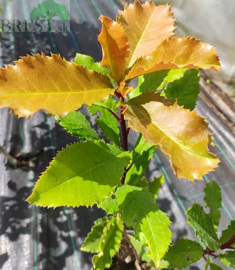 Photinia 'Crunchy'